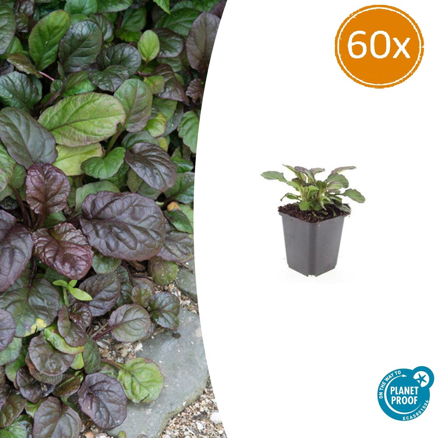 60x Ajuga reptans 'Catlin's Giant' - ↕10-25cm - Ø9cm - Pflanzfix24