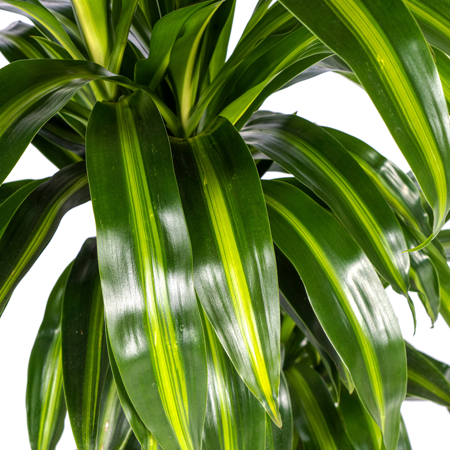 Dracaena Deremensis Hawaiian Sunshine Ø21cm - Pflanzfix24
