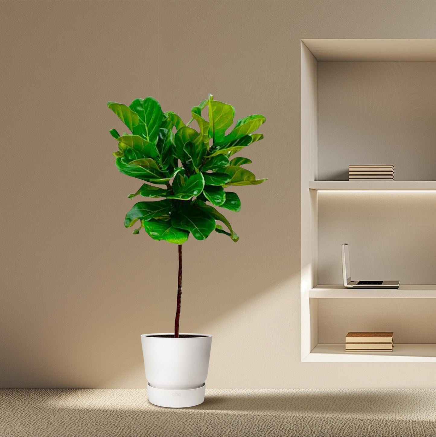 Ficus Lyrata stam - 130 cm - ø24 bei Pflanzfix24