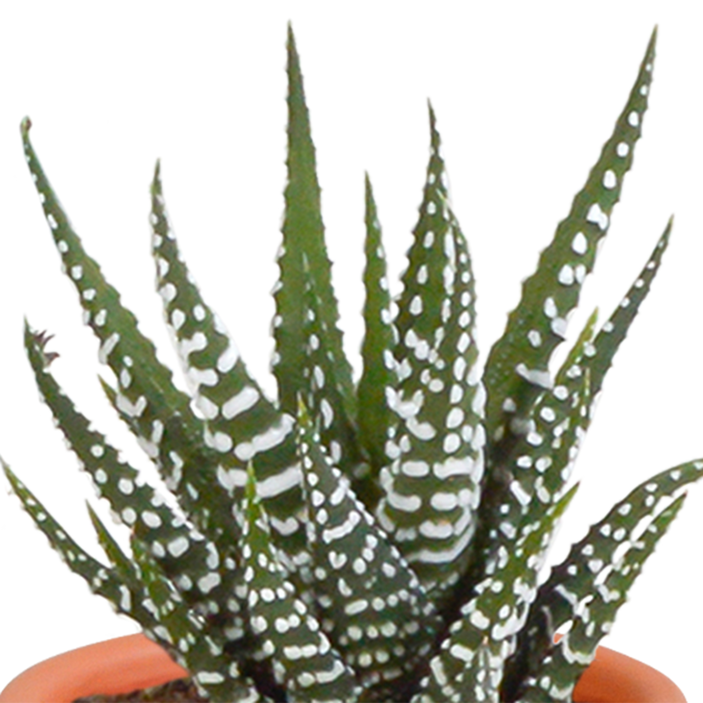 Kakteen und Sukkulenten Mix 5,5 cm | 15er Set - Terrakotta Topf - Pflanzfix24.de - Pflanzfix24.de