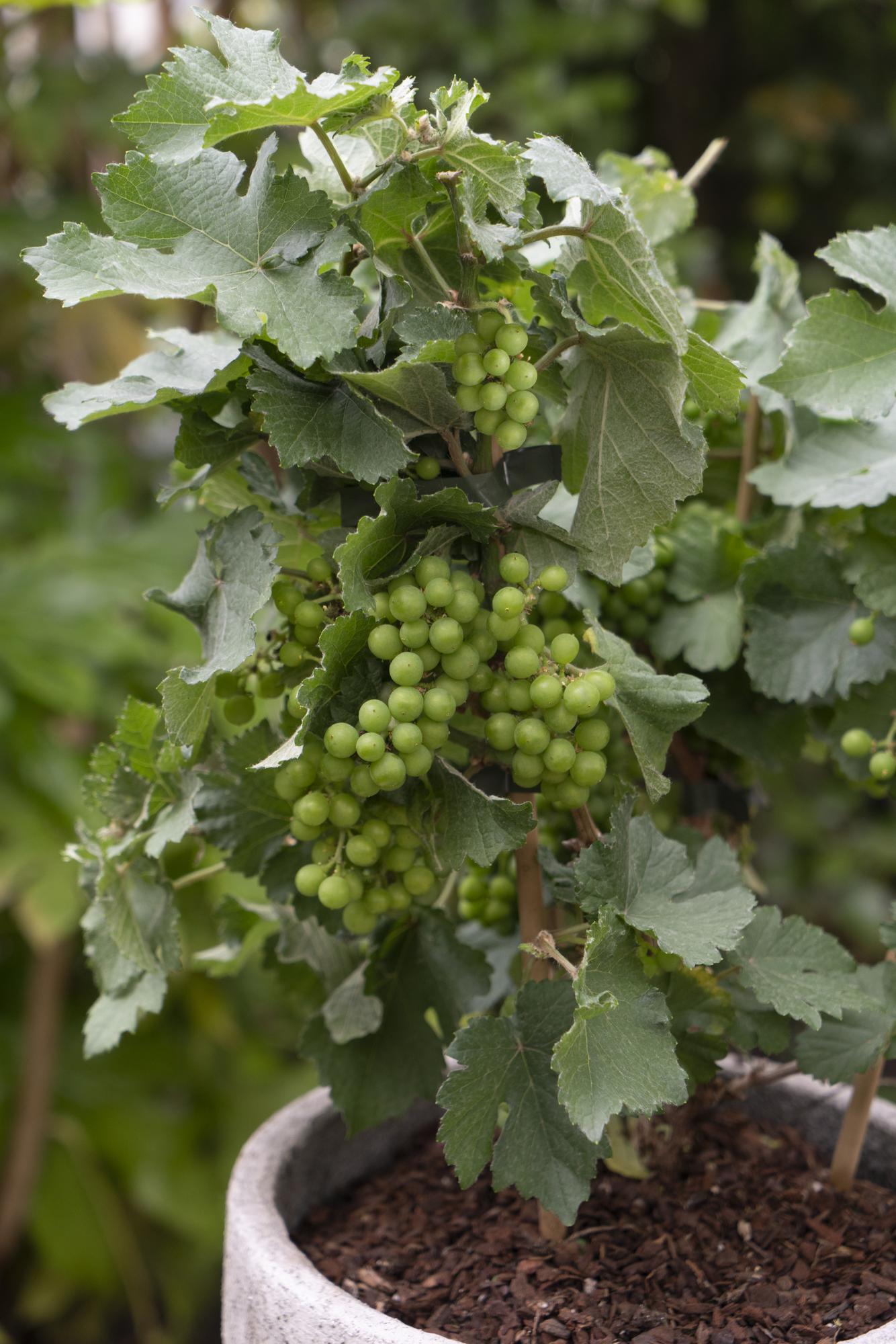 Vitis Pixie Riesling – Zwergweinrebe | Pflanzfix24.de - Pflanzfix24.de