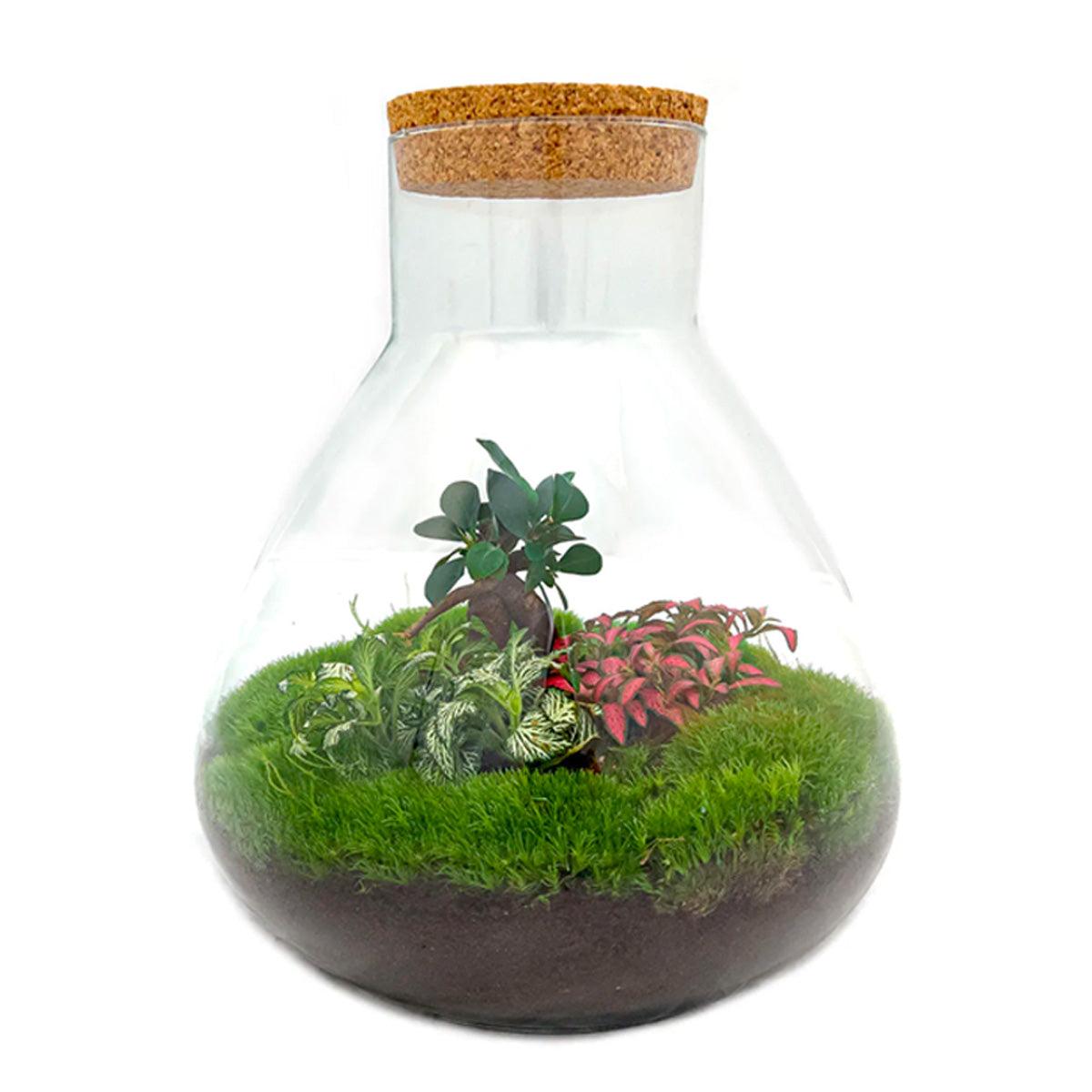 Sam XL Bonsai - DIY Terrarium - 32 cm hoog - Pflanzfix24