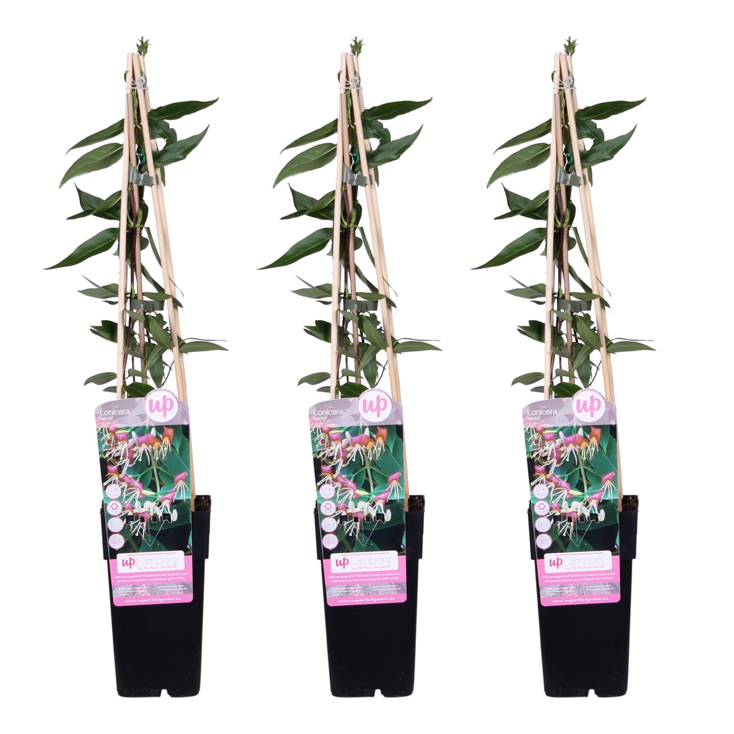 3x - Lonicera henryi - ↨65cm - Ø15 - Pflanzfix24.de - Pflanzfix24.de