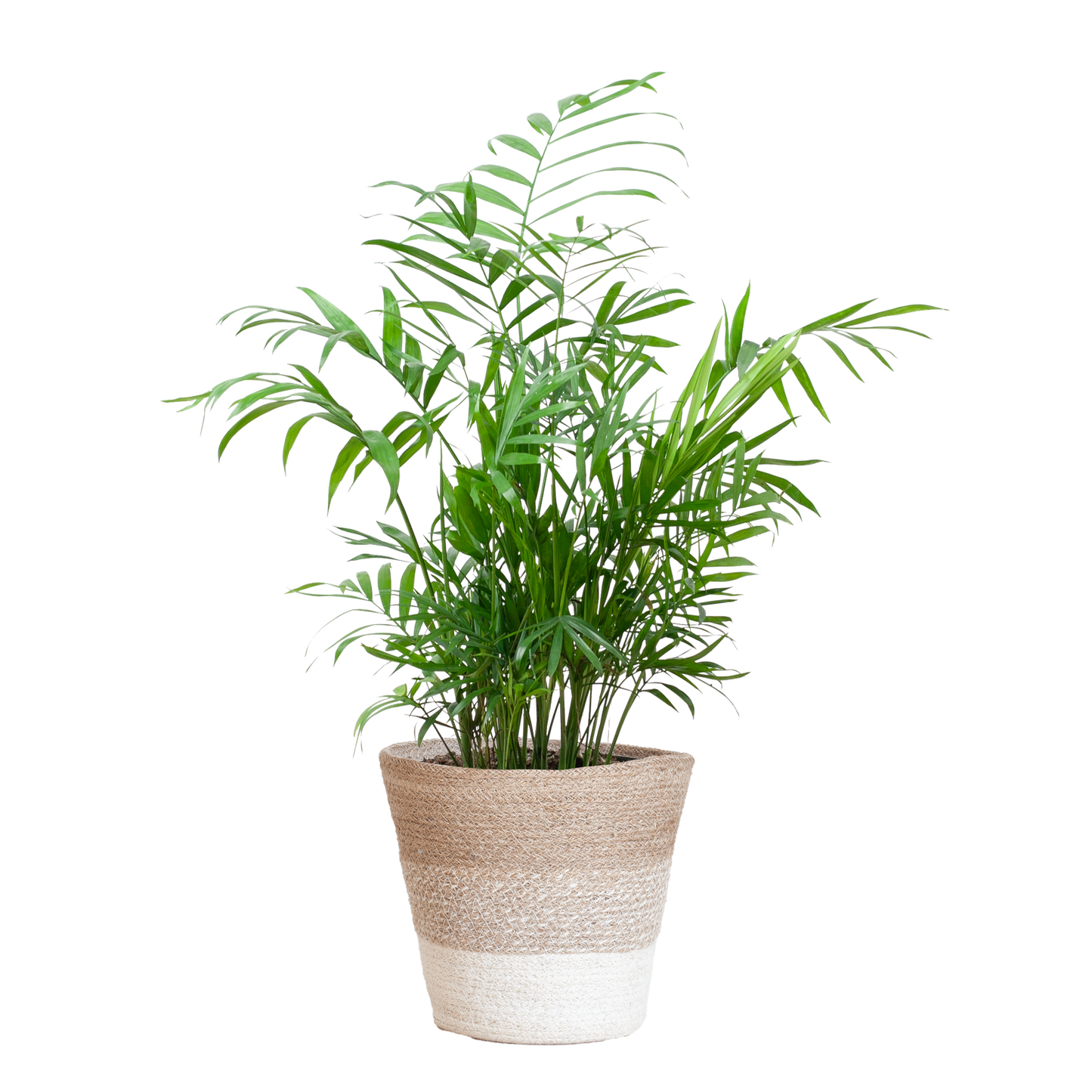 Chamadorea Elegans mit Korb Lissabon weiß - 55cm - Ø17 bei Pflanzfix24