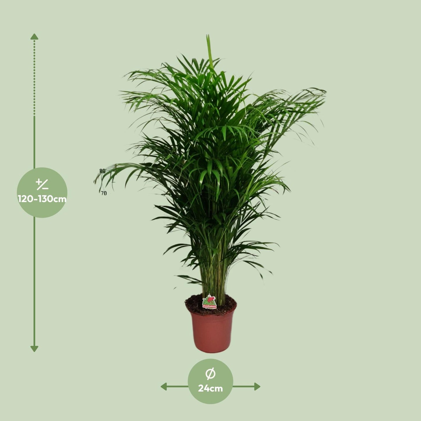 Dypsis Lutescens - Ø24cm - ↕125cm bei Pflanzfix24