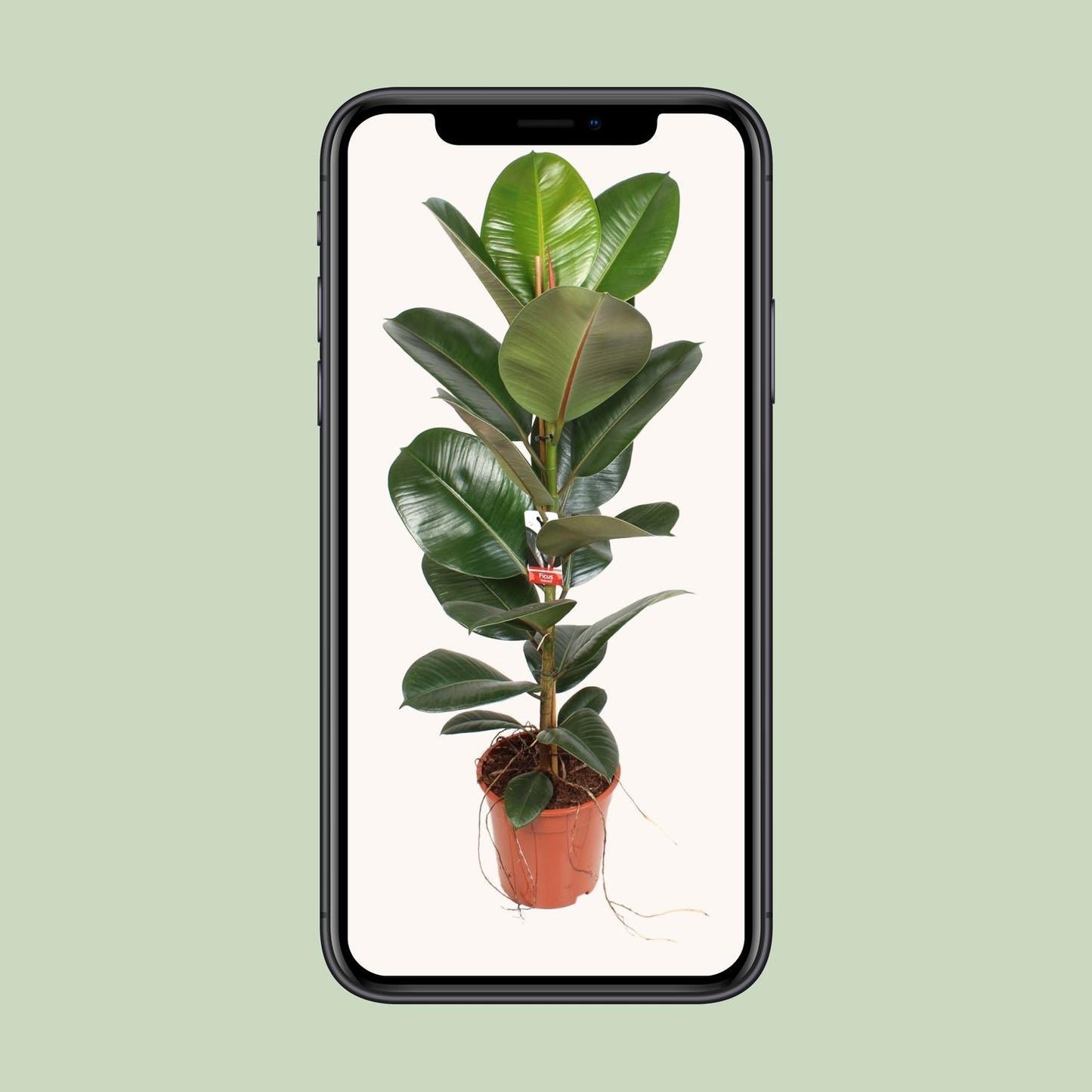 Ficus Elastica Robusta - Ø21cm - ↕95cm bei Pflanzfix24