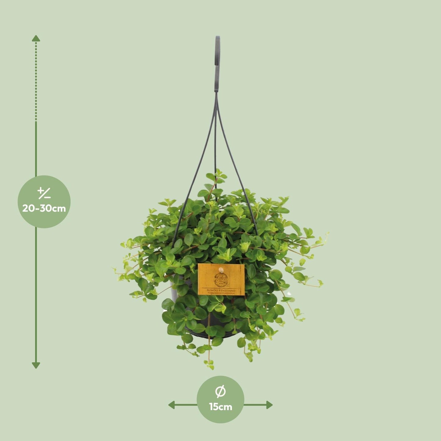 Peperomia Rotundifolia Ø15cm – Glänzende Blätter | Pflanzfix24