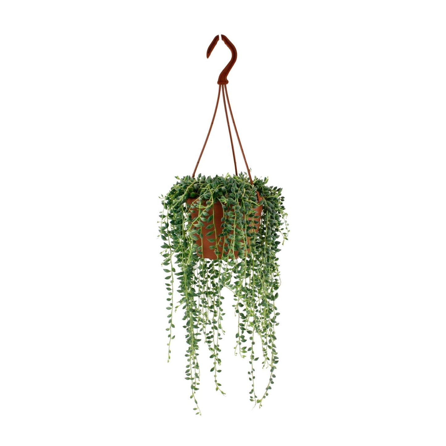 Senecio Herreianus Ø12 cm – pflegeleichte Zimmerpflanze | Pflanzfix24.de - Pflanzfix24.de
