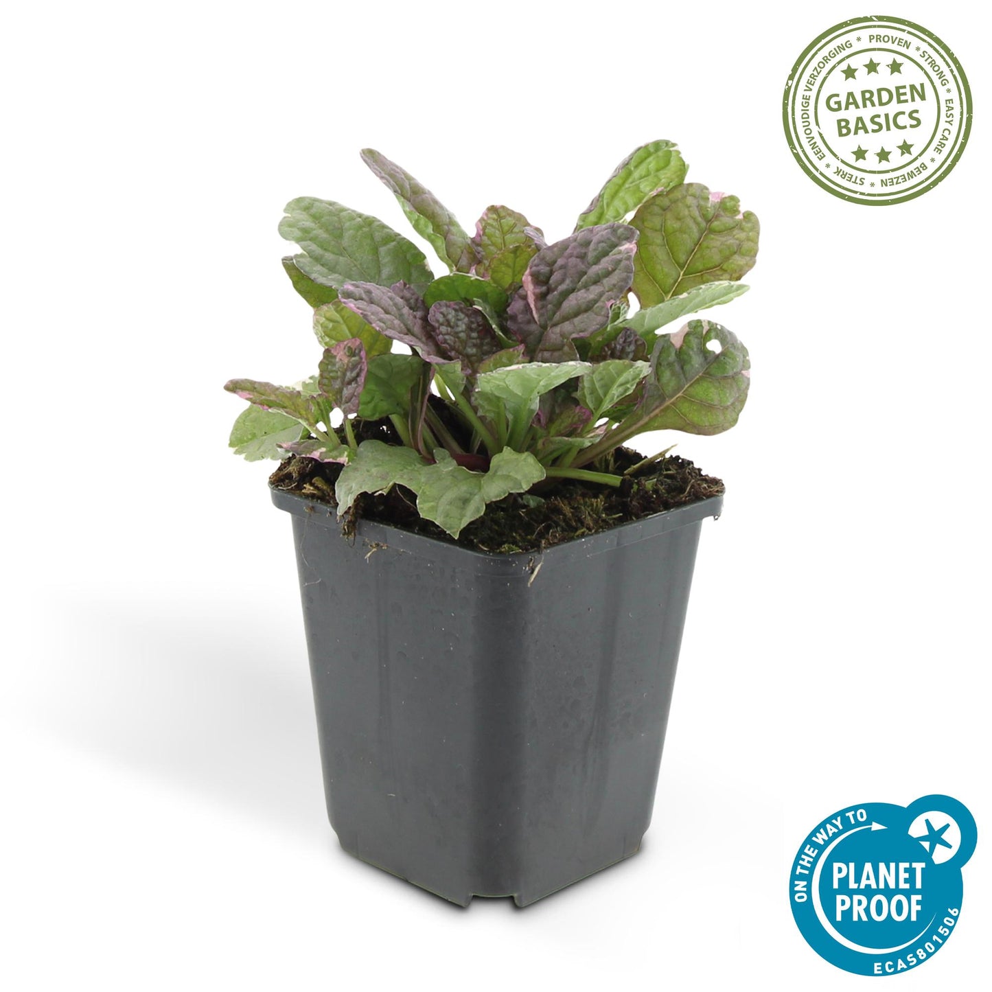 12x Ajuga reptans 'Burgundy Glow' - Pflanzfix24