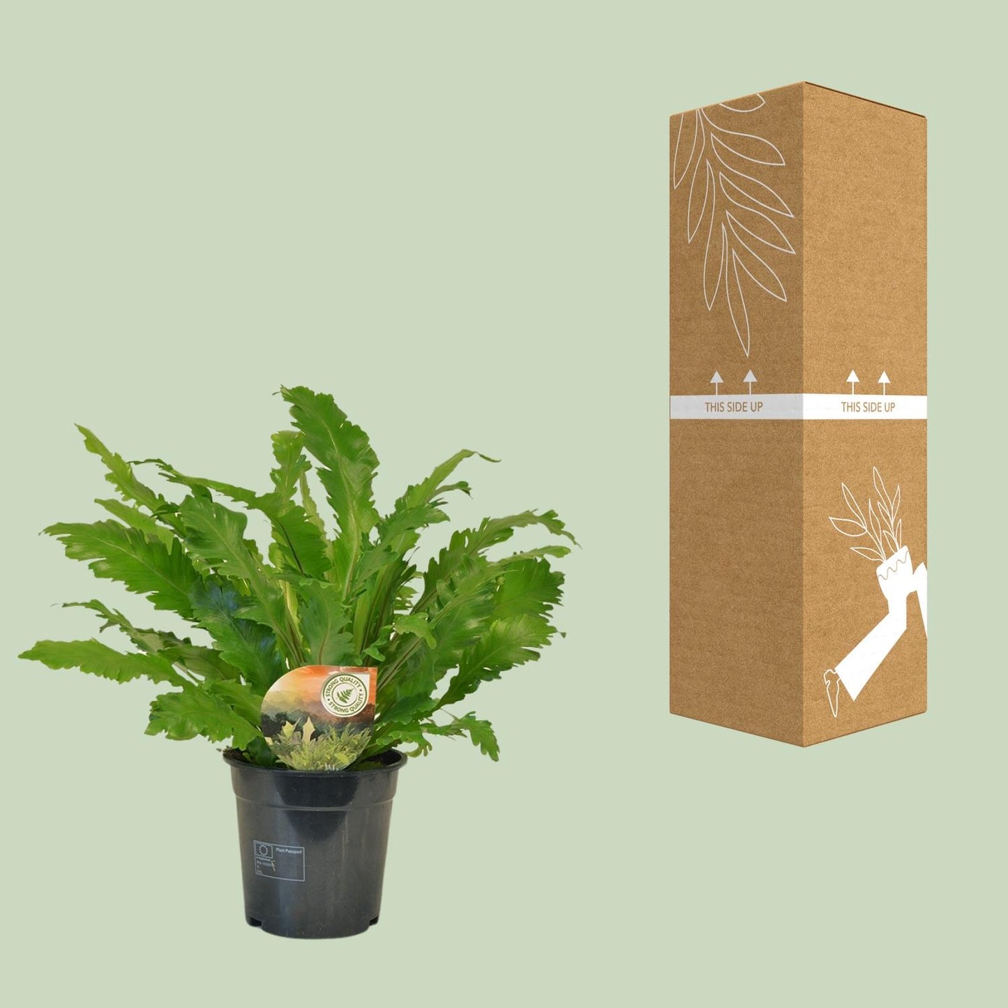 Asplenium Campio - Ø17cm - ↕50cm bei Pflanzfix24.de - Pflanzfix24.de