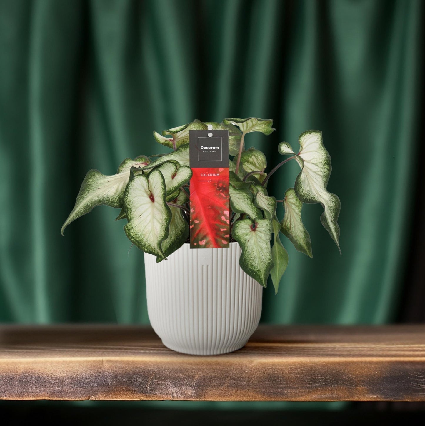 Caladium White Wonder - Ø12cm - Pflanzfix24