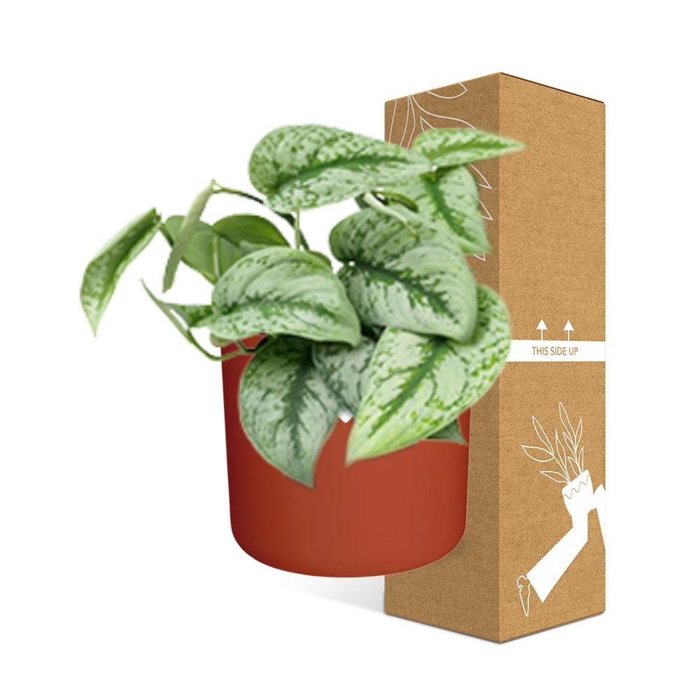 Scindapsus Pictus ‘Trebie’ in ELHO b.for soft rond 14cm brique - Pflanzfix24