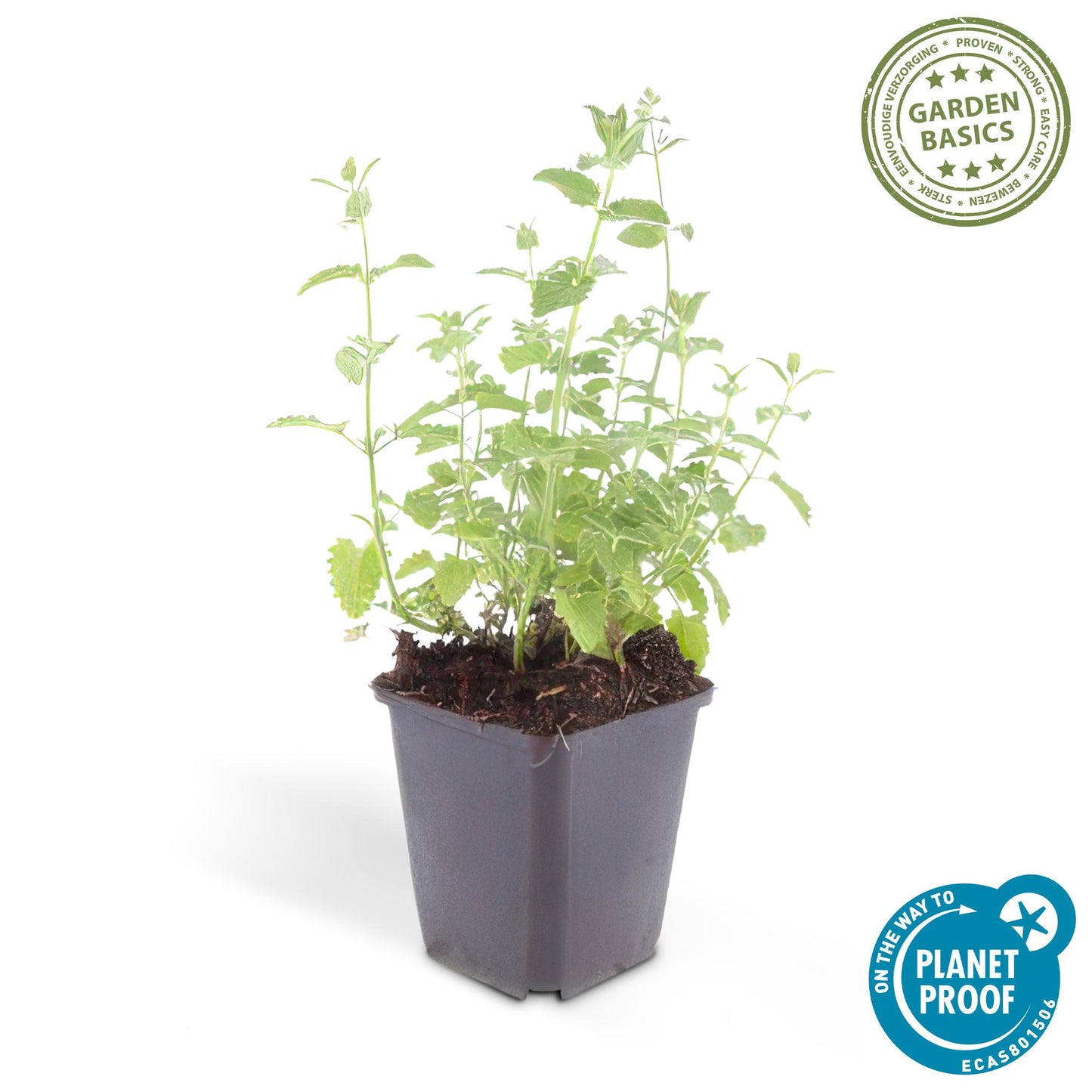 6x Nepeta 'Six Hills Giant' Ø9cm | Pflanzfix24