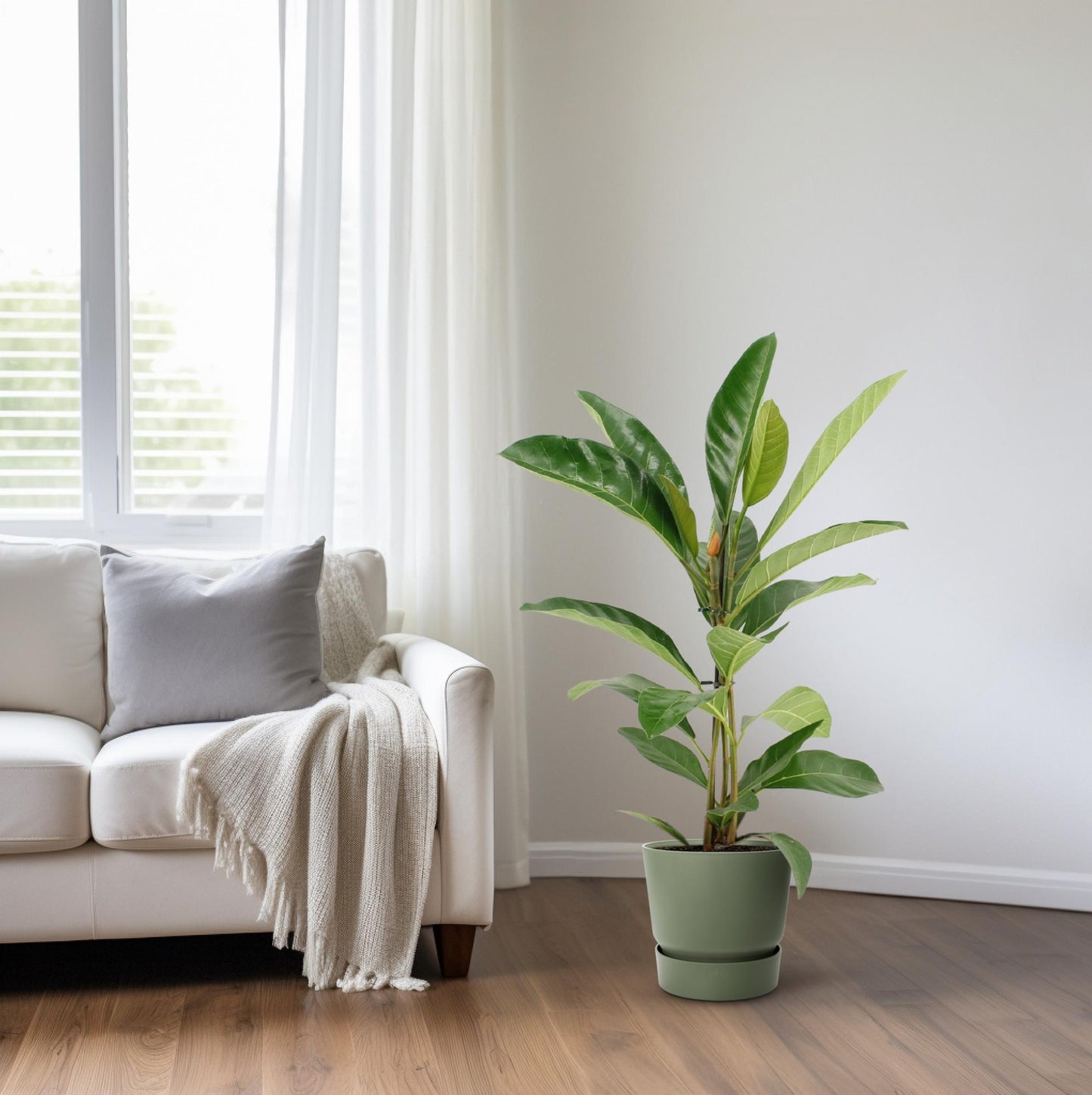 Ficus Benghalensis Roy (R) - Ø17cm - ↕70cm bei Pflanzfix24