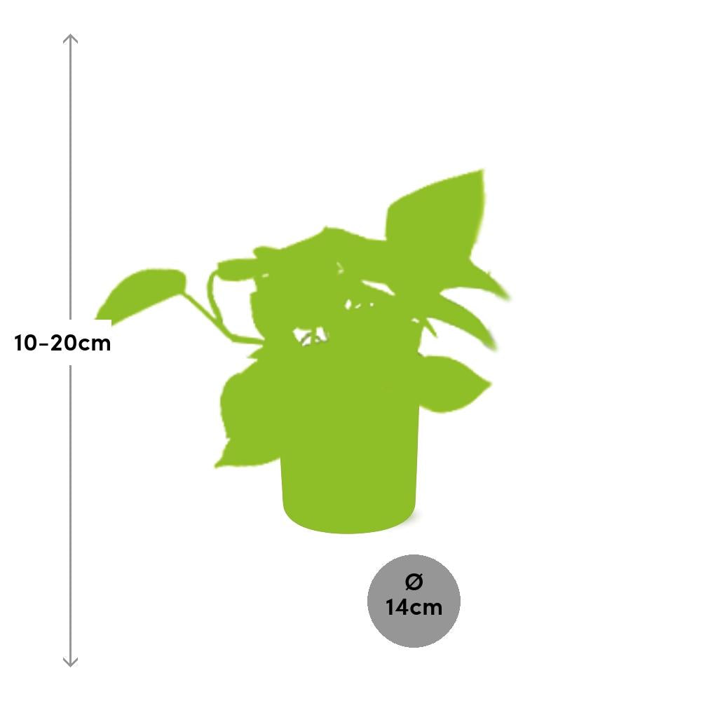 Epipremnum Pinnatum ‘Golden Pothos’ in ELHO b.for soft rond 14cm brique - Pflanzfix24