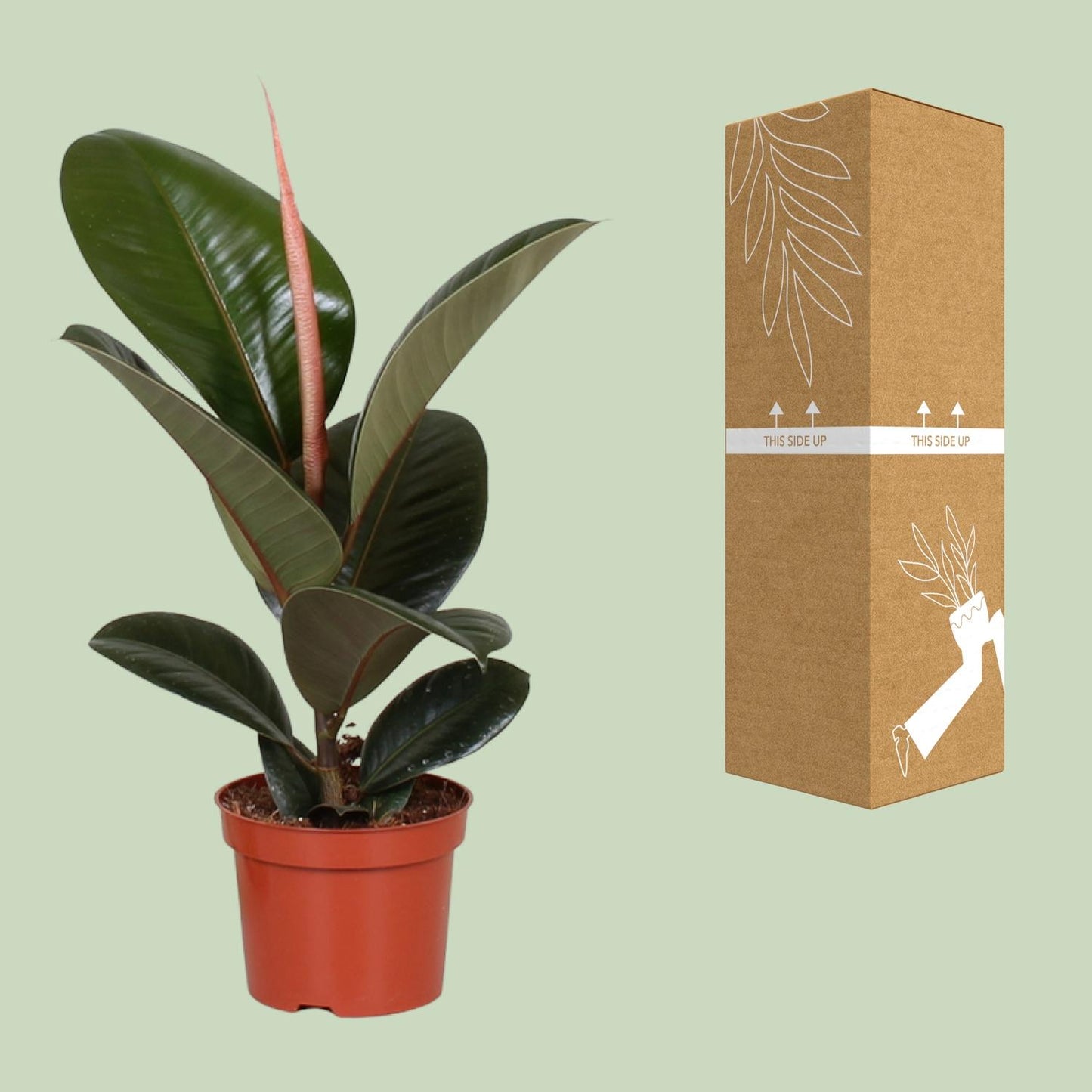 Ficus Elastica Robusta - Ø12cm - ↕35cm bei Pflanzfix24.de - Pflanzfix24.de