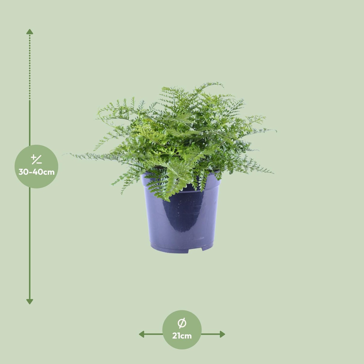 Asplenium Parvati - Ø21cm - ↕40cm bei Pflanzfix24.de - Pflanzfix24.de