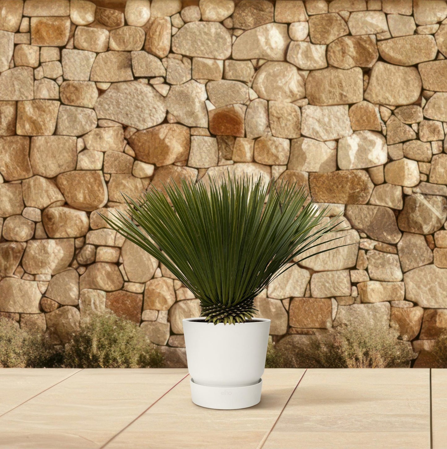 Yucca Rostrata 75cm Ø30 – Robuste Palmlilie | Pflanzfix24