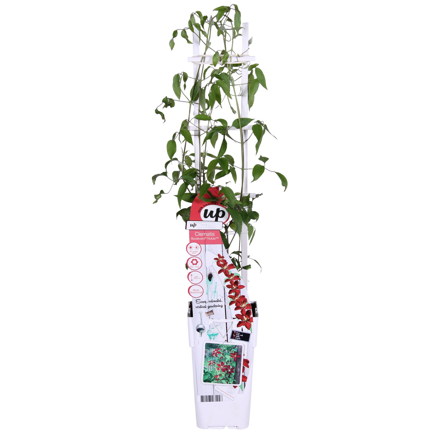 Clematis Nubia - Clematis Evison Rot - Ø15cm - ↕65cm - Pflanzfix24.de - Pflanzfix24.de