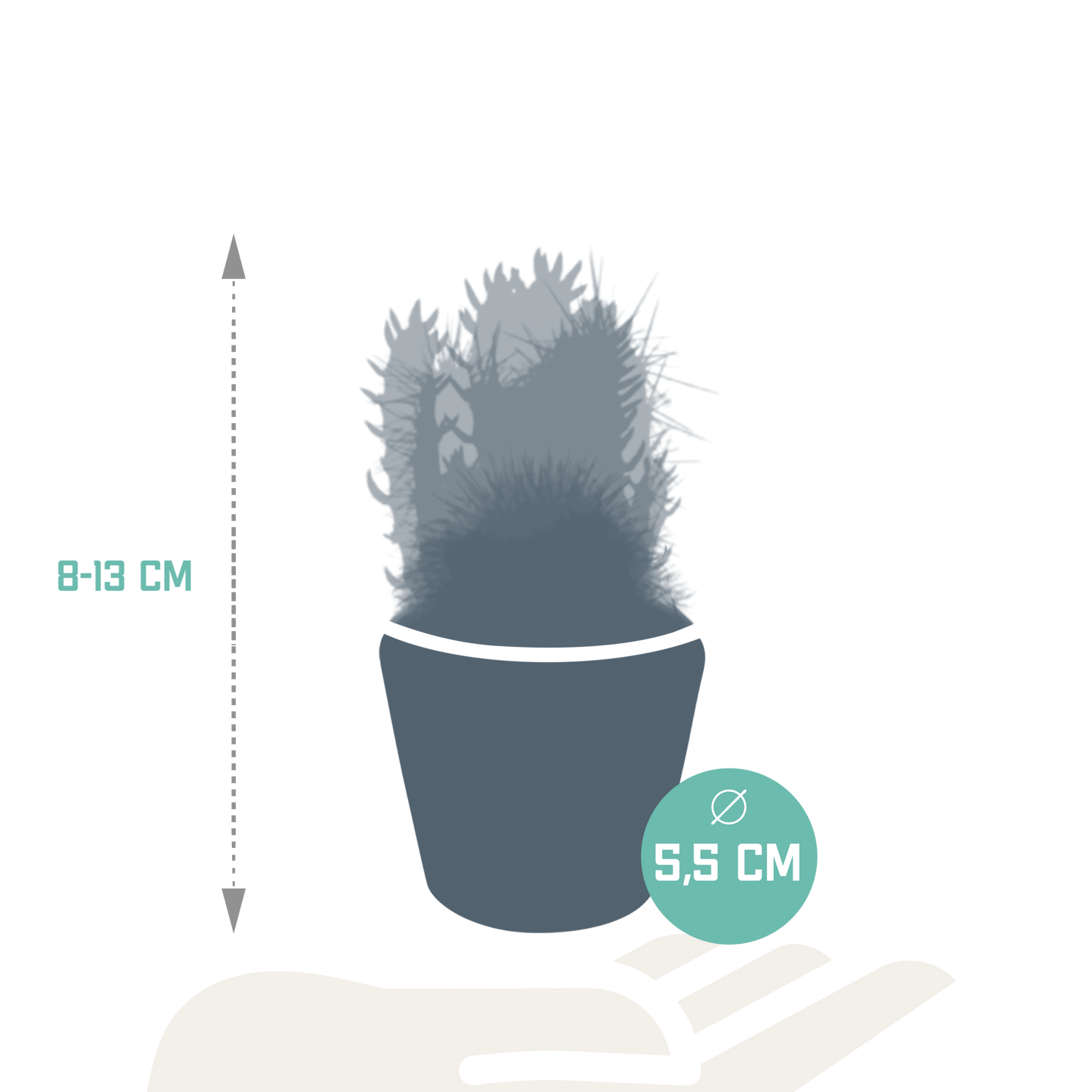 Kakteenmischung 5,5 cm - 5x - in Mexicaanse pot - Pflanzfix24.de - Pflanzfix24.de