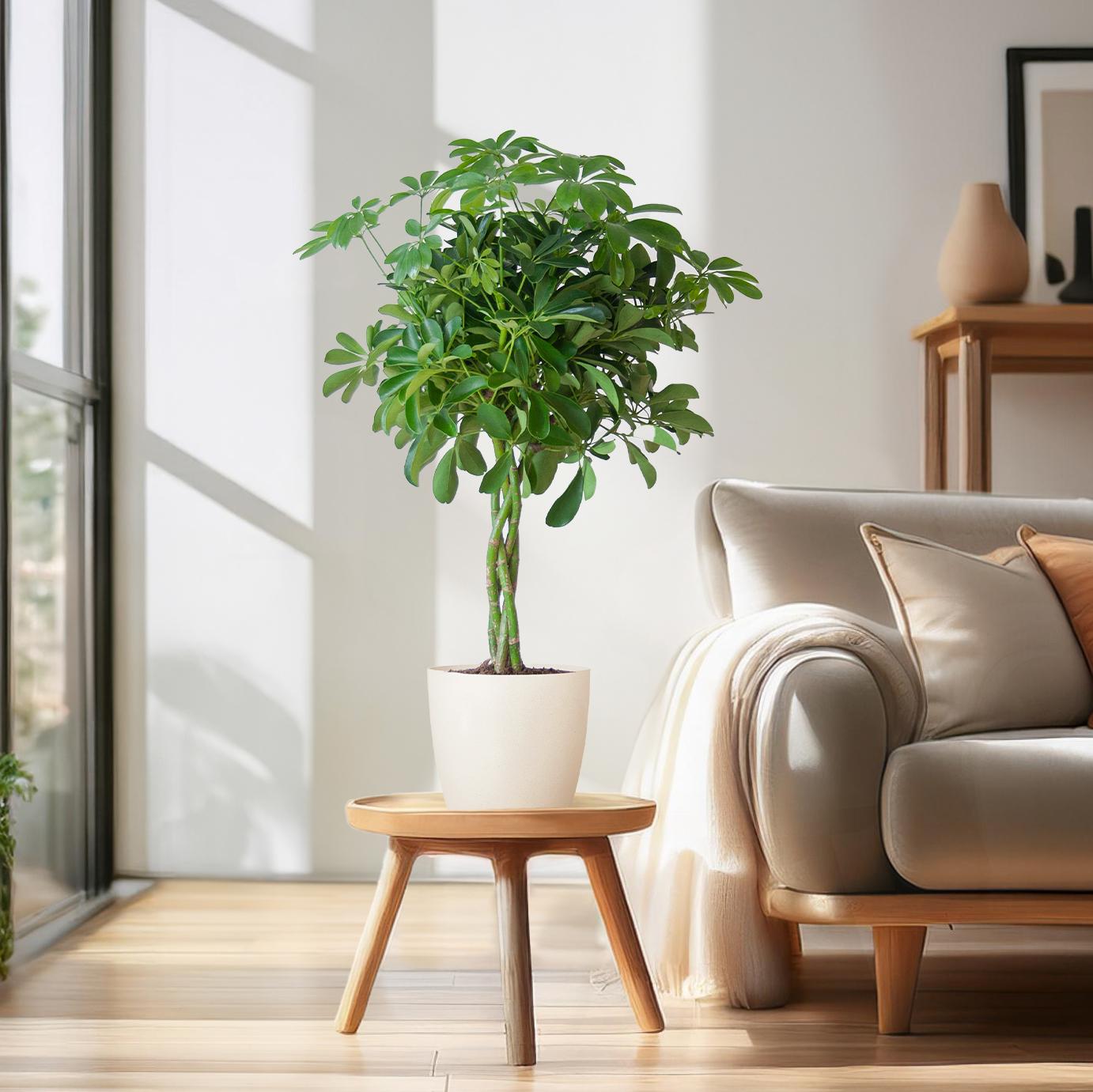 Schefflera Nora mit Viber-Topf – 70 cm – Pflanzfix24.de - Pflanzfix24.de