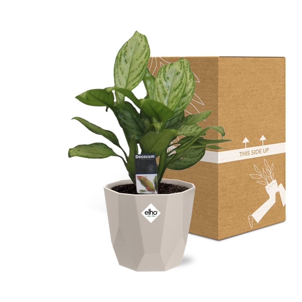 Aglaonema Christina in ELHO b.for rock 14 cm warm grey - Pflanzfix24