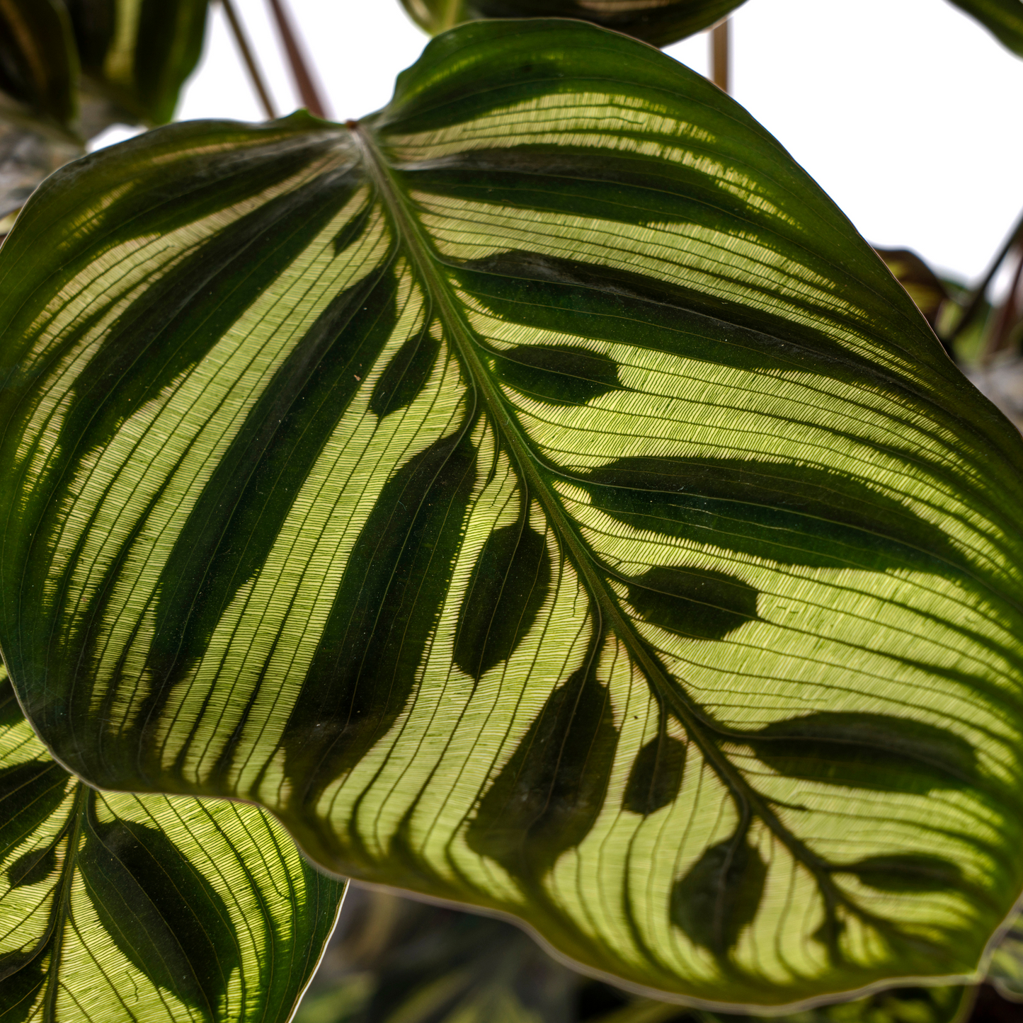 Calathea Makoyana Ø17cm - Pflanzfix24