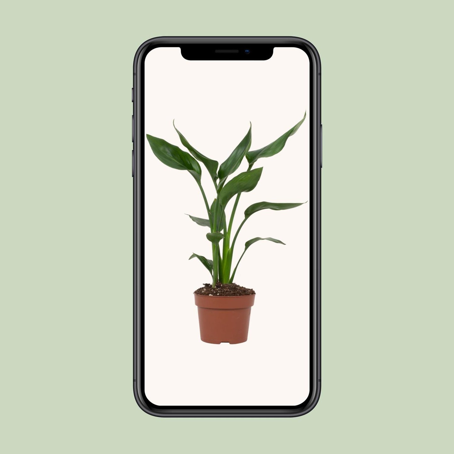 Strelitzia Reginae Paradiesvogelblume Ø12cm – Pflanzfix24