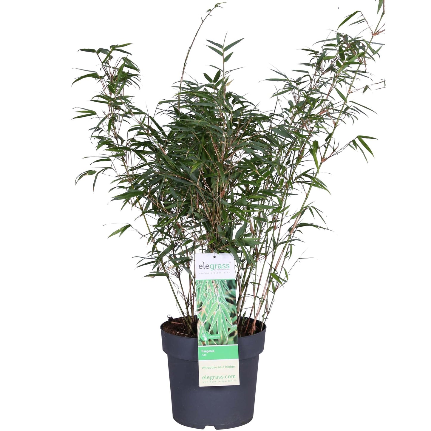 Fargesia rufa - Kompakter Bambus - Ø29cm - Pflanzfix24.de - Pflanzfix24.de
