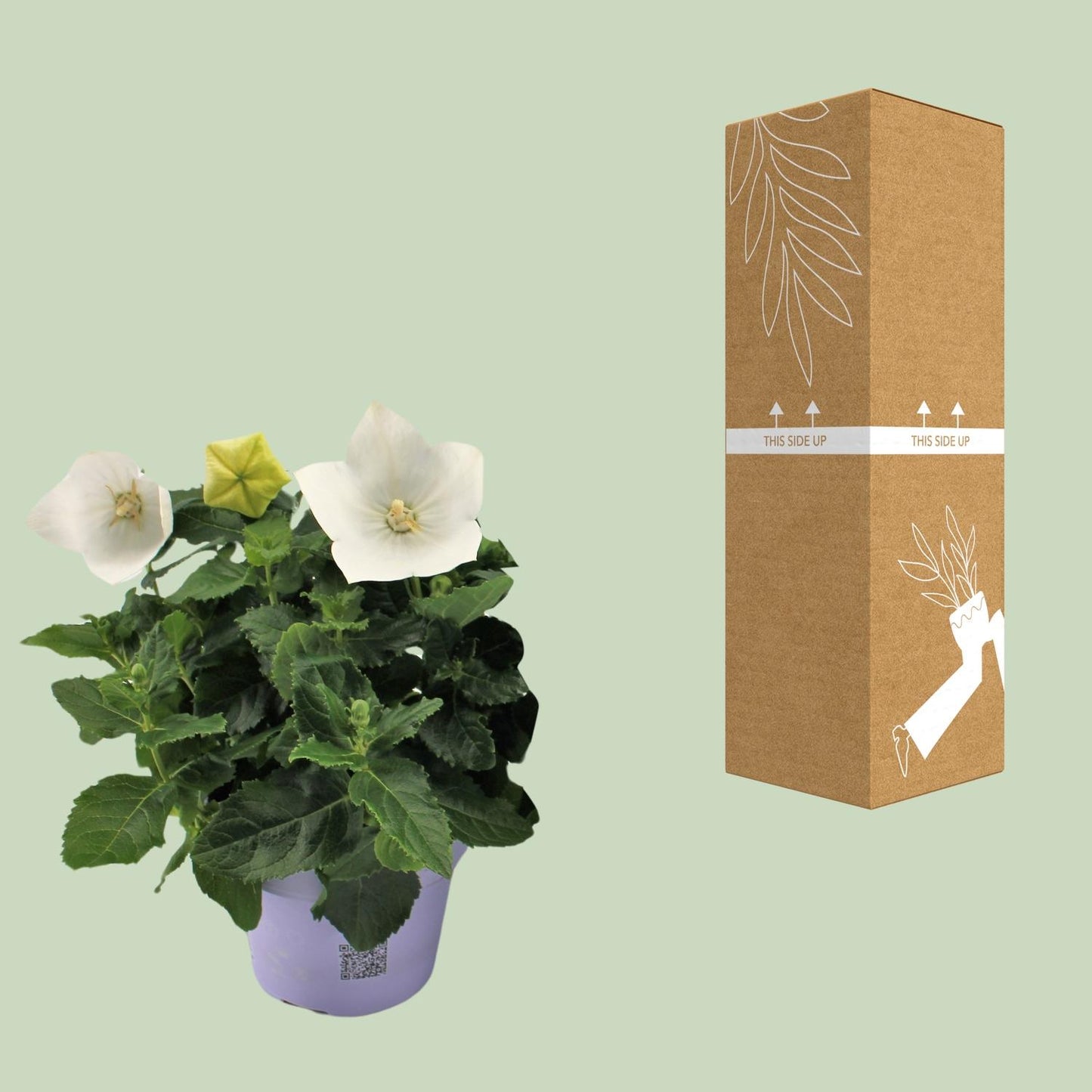 Platycodon White 12cm Ballonblume – pflanzfix24