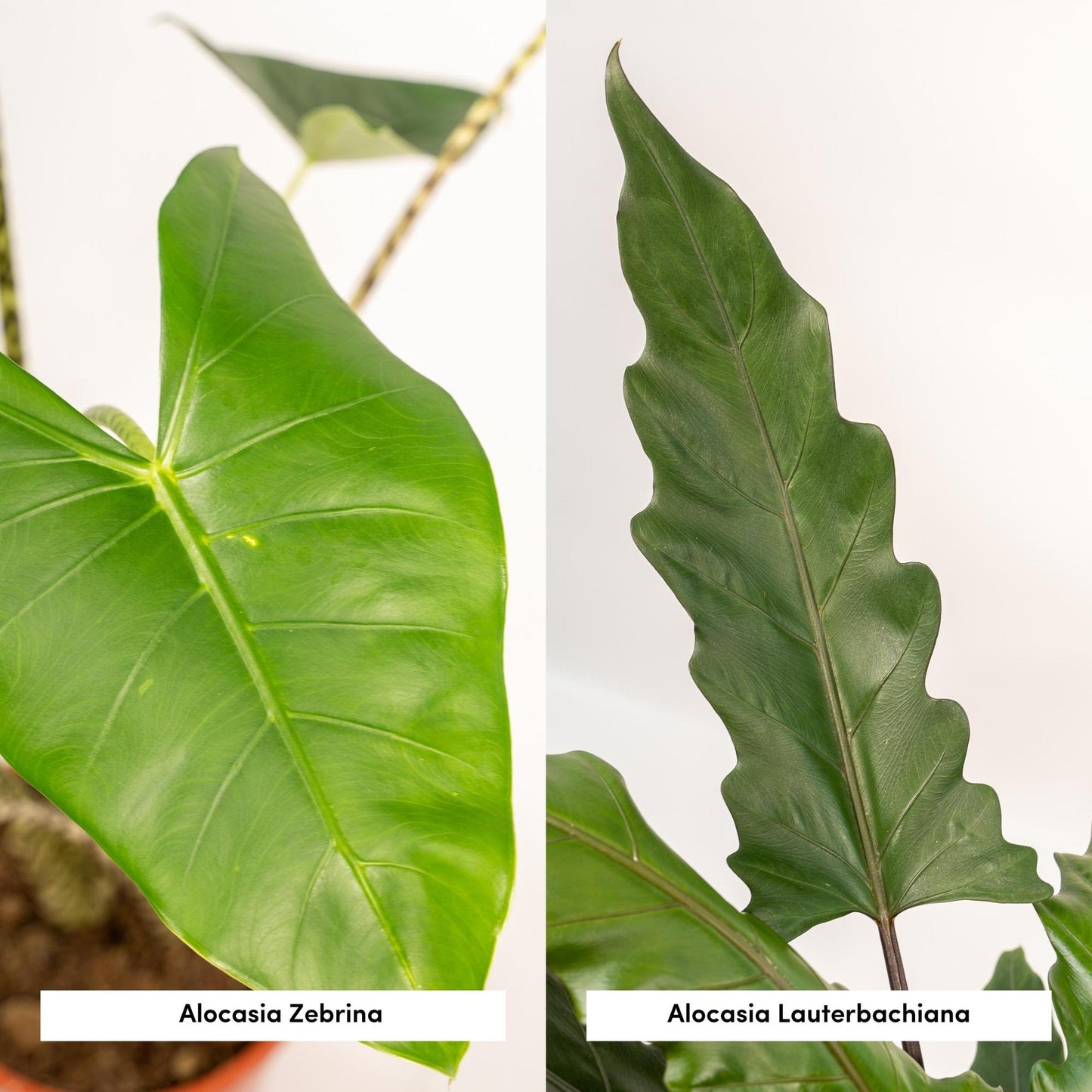 Alocasia Zebrina & Lauterbachiana Set - Pflanzfix24.de - Pflanzfix24.de