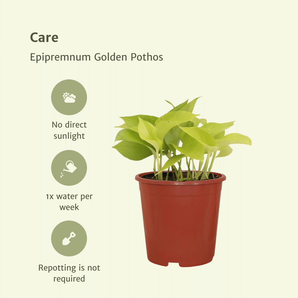 Epipremnum Golden Pothos (Scindapsus) - 4 Stücke - Ø12cm - Pflanzfix24.de - Pflanzfix24.de