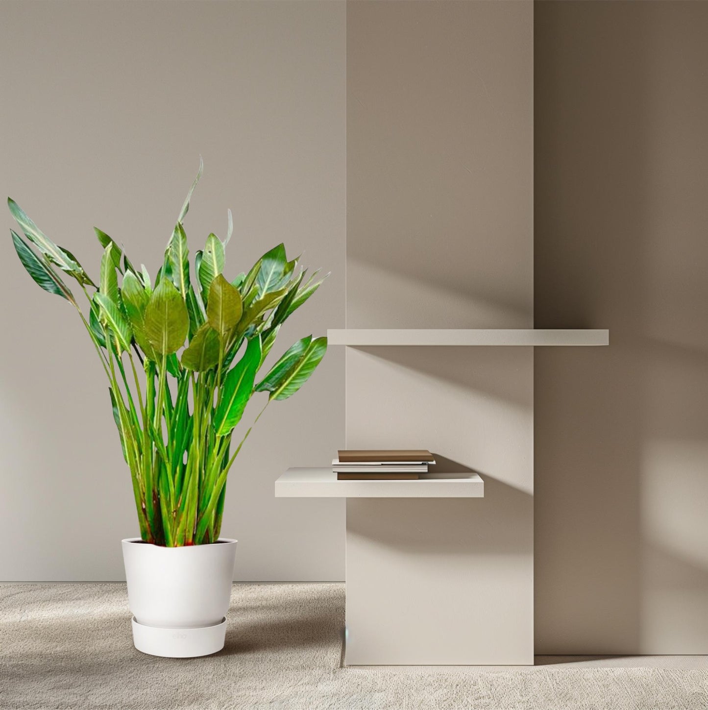 Strelitzia Reginae XL 160cm ⌀30 cm – Paradiesvogel Pflanze – Pflanzfix24.de - Pflanzfix24.de