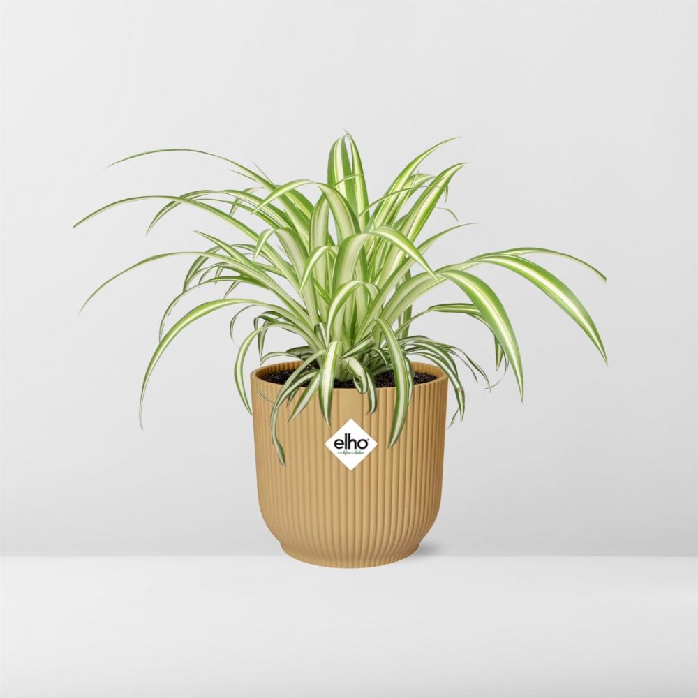 Chlorophytum Comosum Variegatum - Pflanzfix24