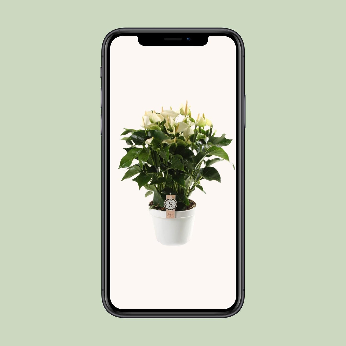 Anthurium White Champion 21cm - Pflanzfix24