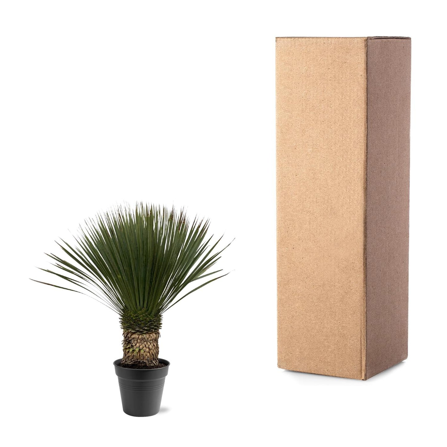 Yucca Rostrata 80–100 cm Ø38 Topf – Pflanzfix24.de - Pflanzfix24.de