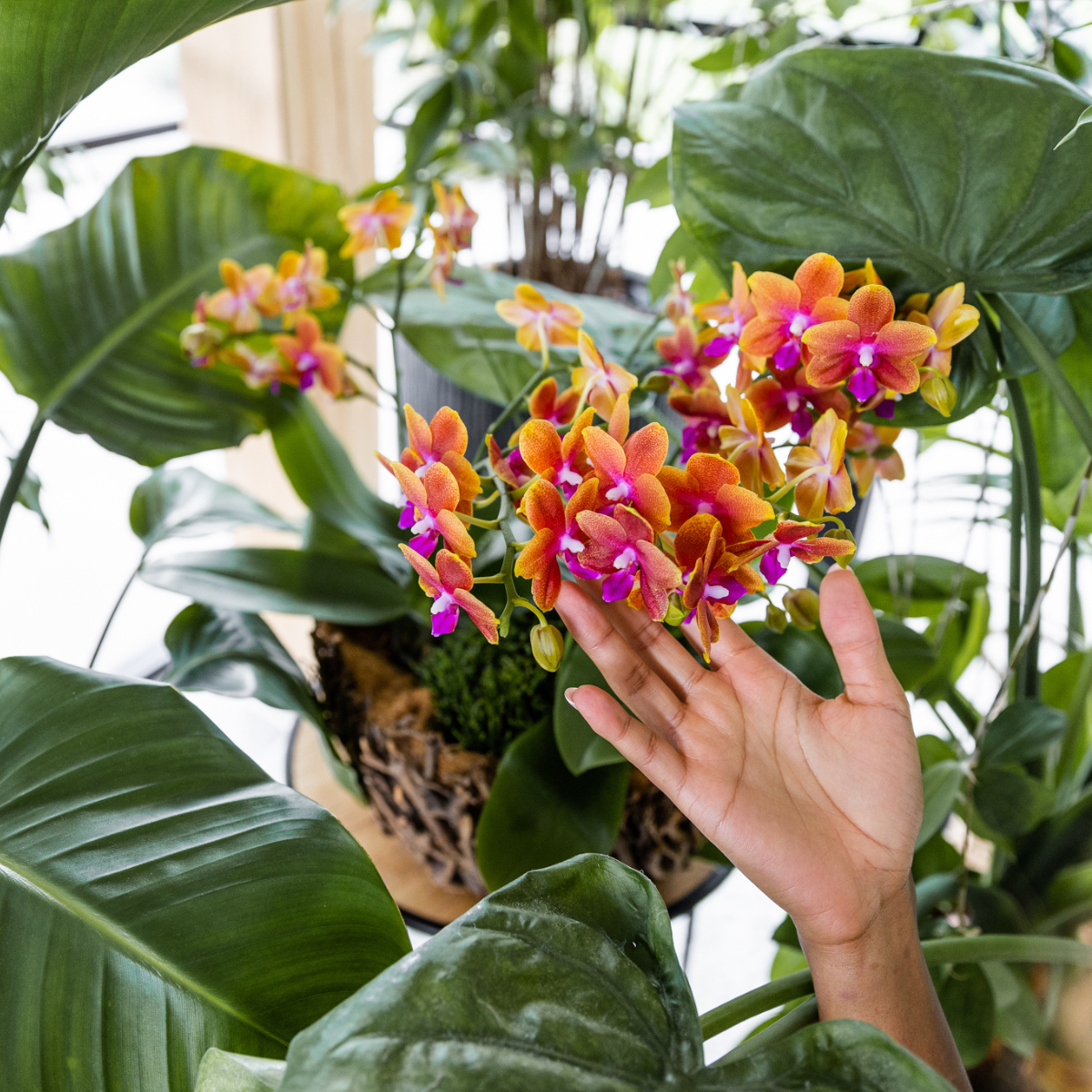 Orange duftende Phalaenopsis-Orchidee im cognacfarbenen Stripe-Ziertopf - Pflanzfix24