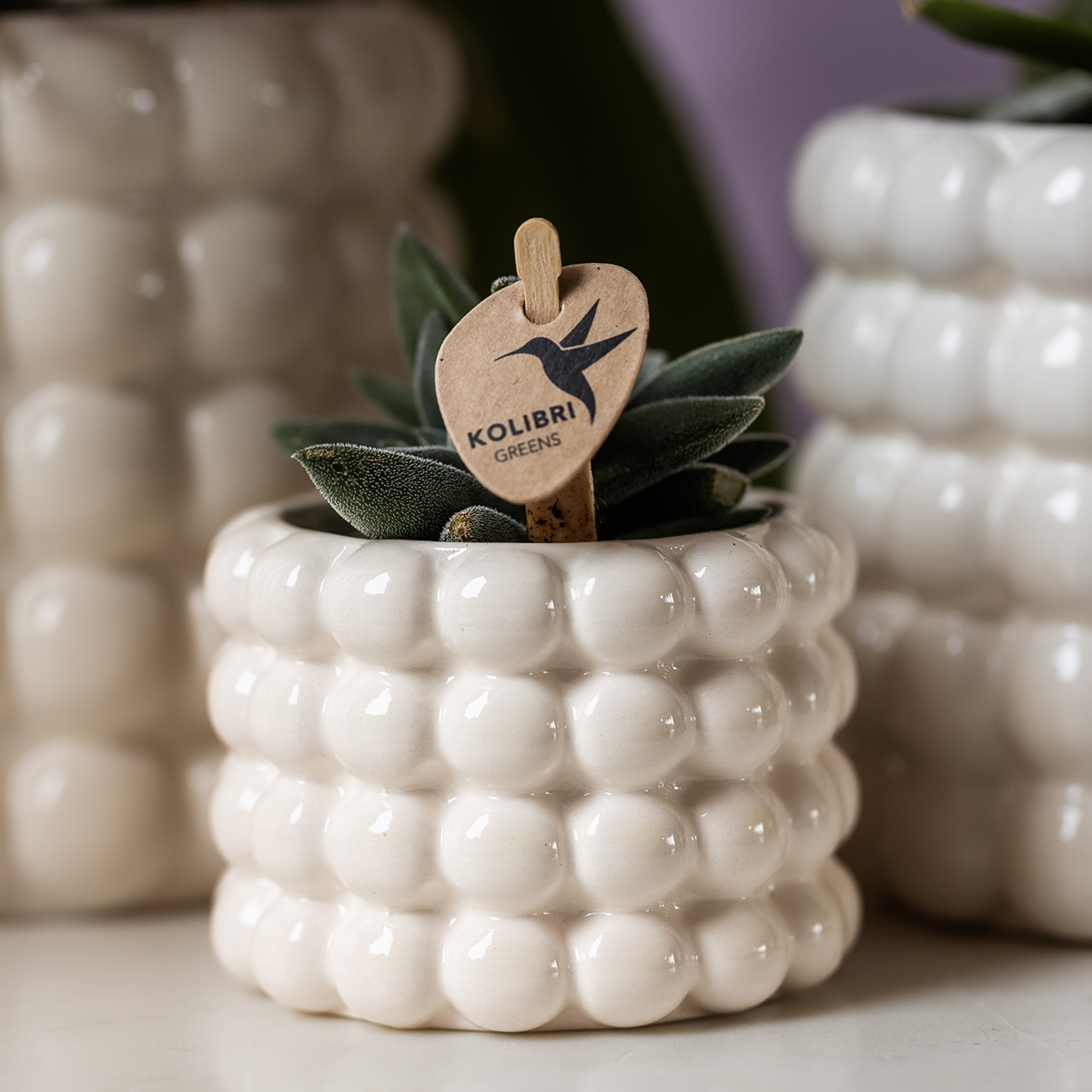 pflanzfix24 | Kolibri Home | Poppy Ziertopf - White - Ø6cm