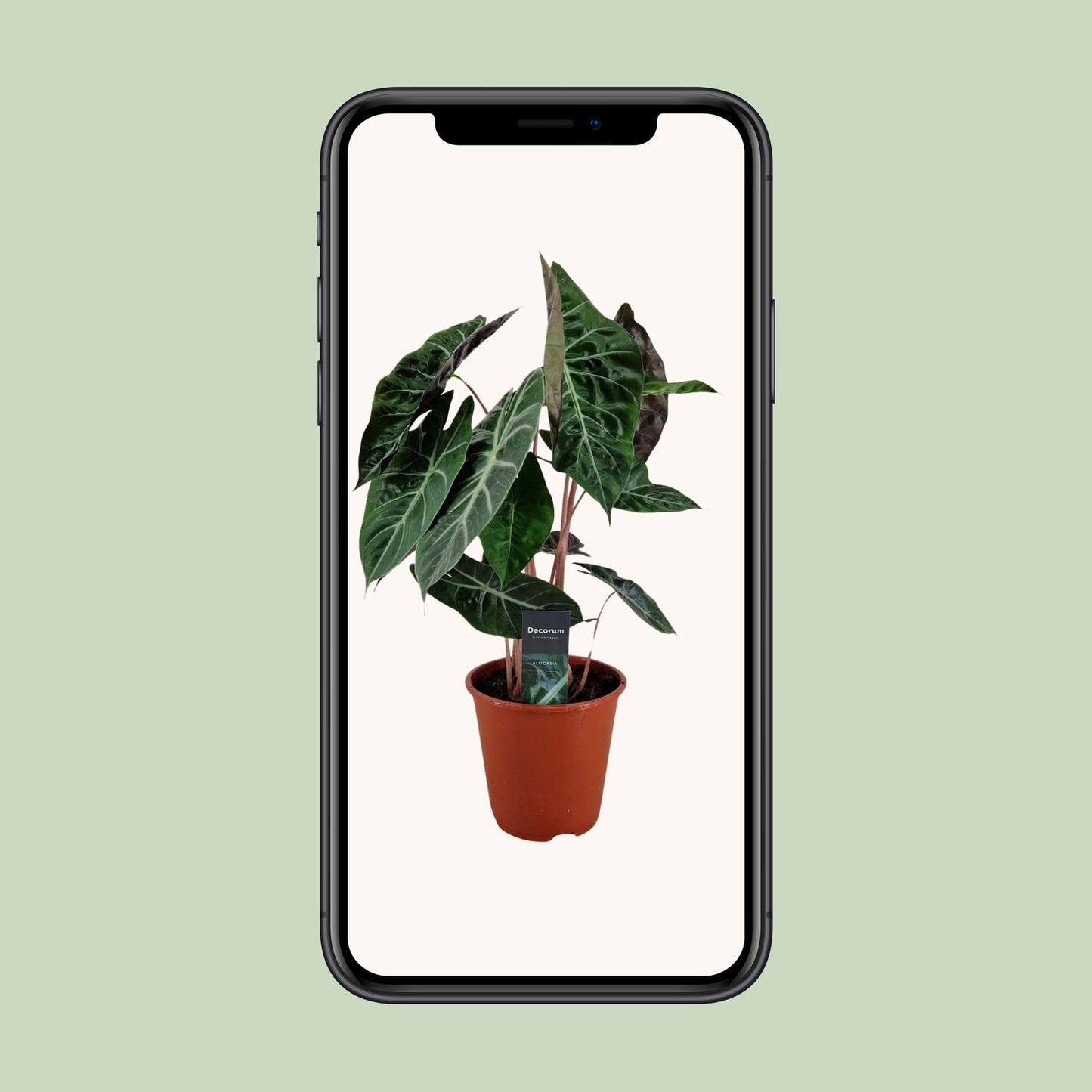 Alocasia Pink Dragon - Ø19cm - ↕75cm - Pflanzfix24