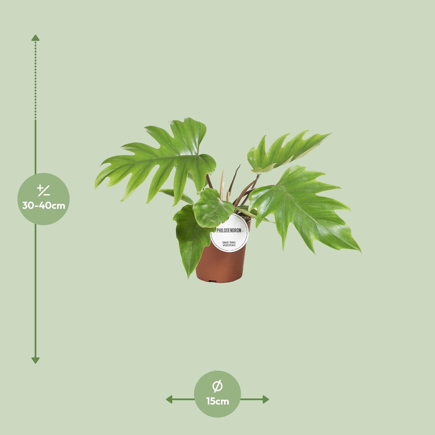 Philodendron Mayoi 15cm – tropische Zimmerpflanze | Pflanzfix24