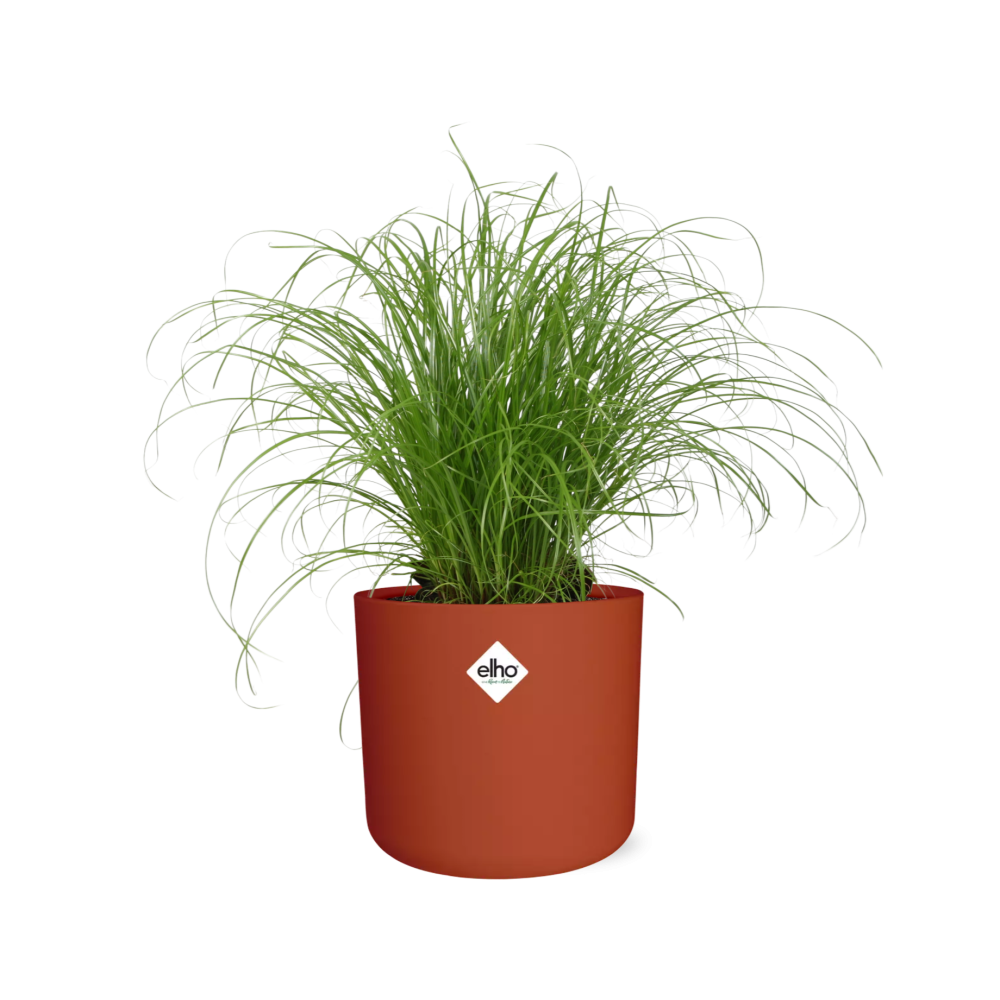 Cyperus Alternifolius Schirmgras Zimmerpflanze - ELHO b.for soft rund 14cm - brique - Pflanzfix24