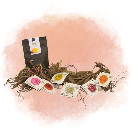 Dutch Dahlia Box L + Mango Kokos Thee Geschenkset - Pflanzfix24