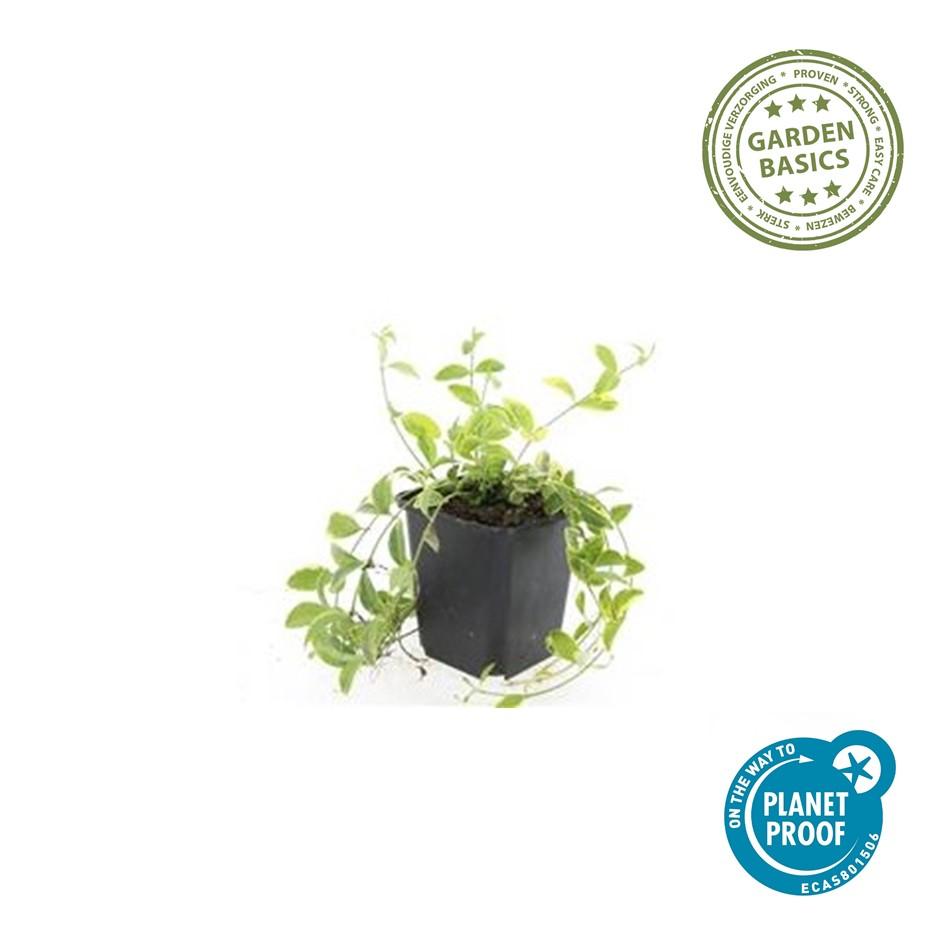 40x Vinca minor 'Aureovariegata' – Bodendecker – Pflanzfix24