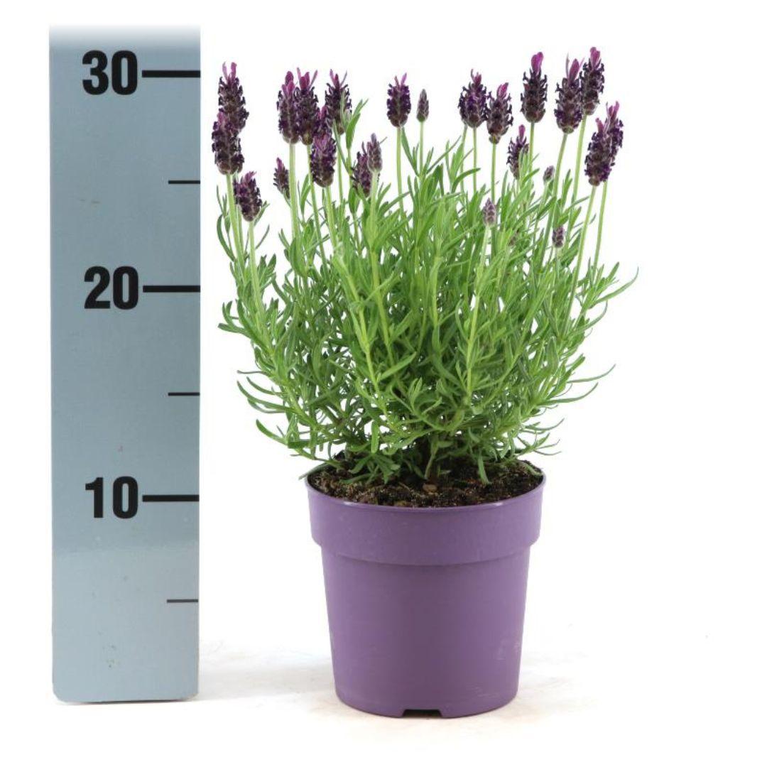 Lavandula stoechas Anouk® - Set van 6 kuiflavendel - Pflanzfix24.de - Pflanzfix24.de