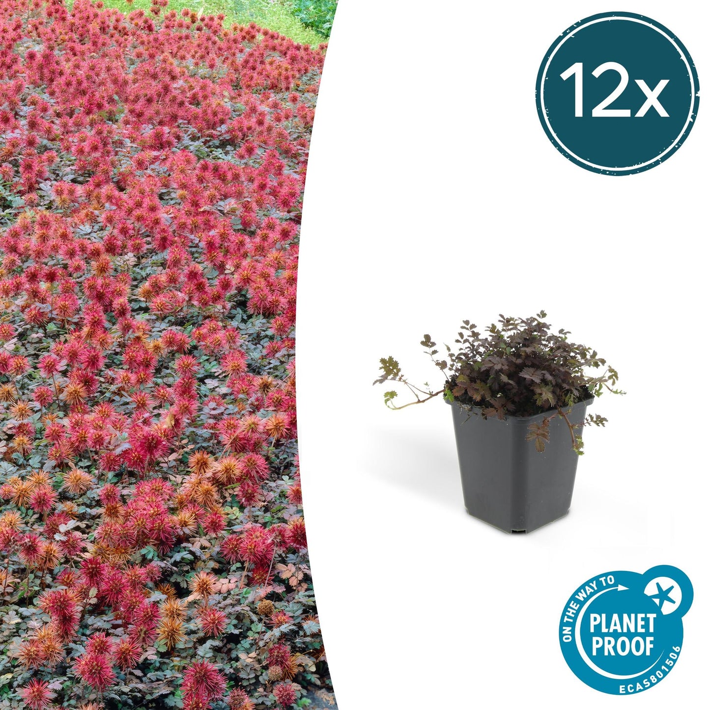 12x Acaena microphylla 'Kupferteppich' – Bodendecker – Pflanzfix24.de - Pflanzfix24.de