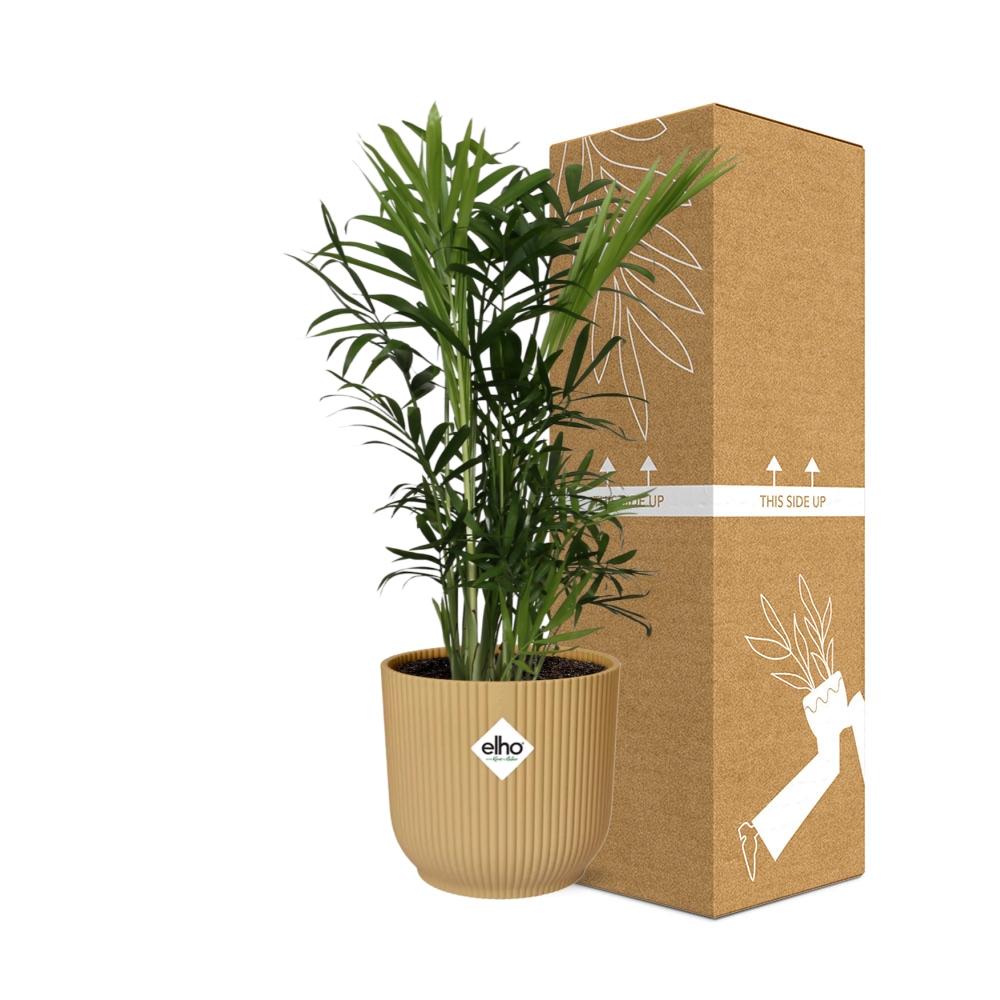 Chamaedorea Elegans in ELHO Vibes Fold 14cm geel - pflanzfix24
