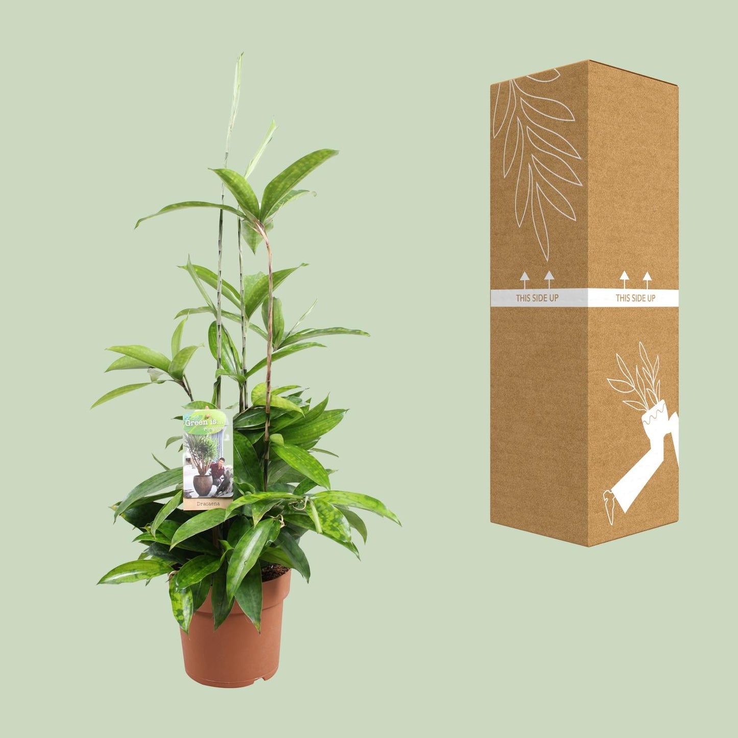 Dracaena Surculosa - Ø17cm - ↕55cm - Pflanzfix24.de - Pflanzfix24.de