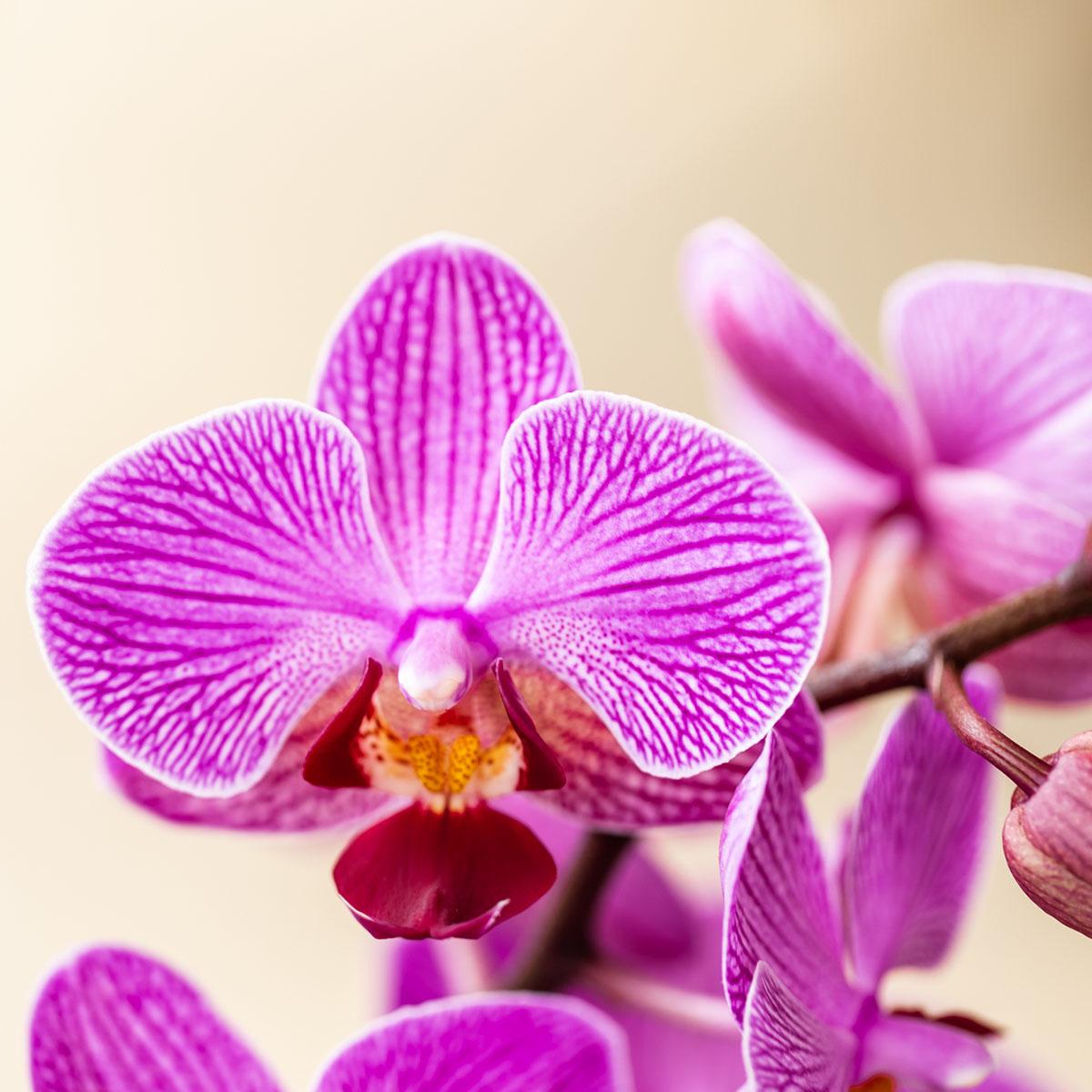 Kolibri Orchids - Überraschungsbox Einfarbig - Pflanzfix24