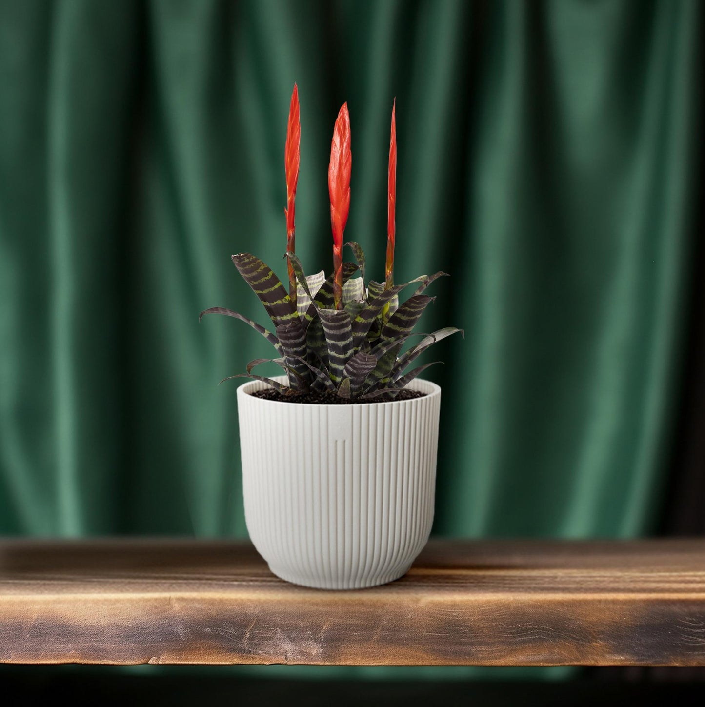 Vriesea Era Toef - Ø12cm - Pflanzfix24