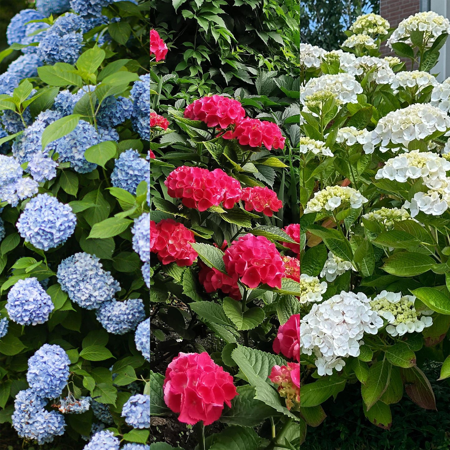 pflanzfix24 - Hortensie - Hydrangea macrophylla Tricolour - Blüte Blau, Rosa und Weiß - 3 Pflanzen - Laubabwerfend - Topf 17cm Höhe 30cm